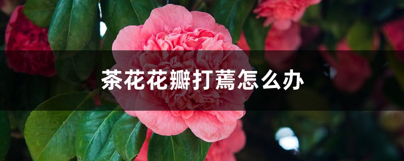茶花花瓣打蔫怎么办 茶花花瓣打蔫怎么办