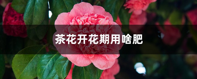 茶花开花期用啥肥 茶花开花期用啥肥