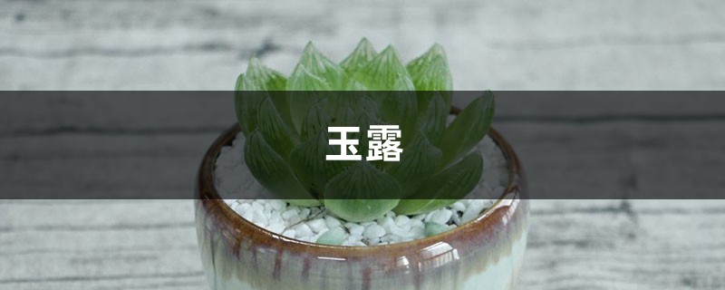 玉露如何养才能变得晶莹剔透 玉露如何养才能变得晶莹剔透