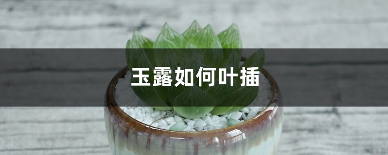 玉露如何叶插 玉露如何叶插