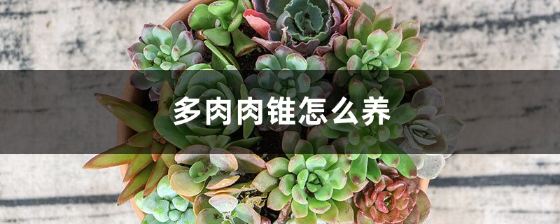 多肉肉锥怎么养 多肉肉锥怎么养