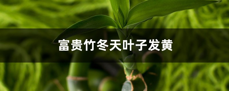 富贵竹冬天叶子发黄怎么解决 富贵竹冬天叶子发黄怎么解决