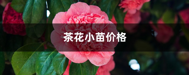 茶花小苗价格 茶花小苗价格