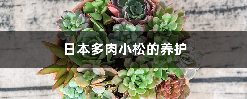 日本多肉小松的养护 日本多肉小松的养护