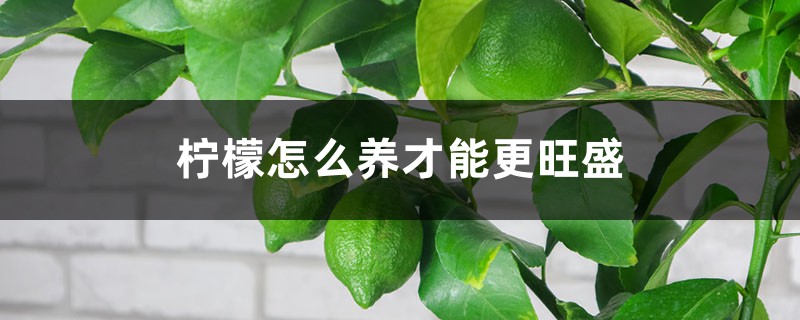 柠檬怎么养才能更旺盛 柠檬怎么养才能更旺盛