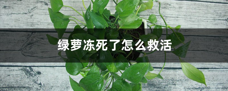 绿萝冻死了怎么救活 绿萝冻死了怎么救活