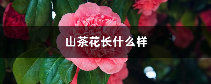 山茶花长什么样 山茶花长什么样