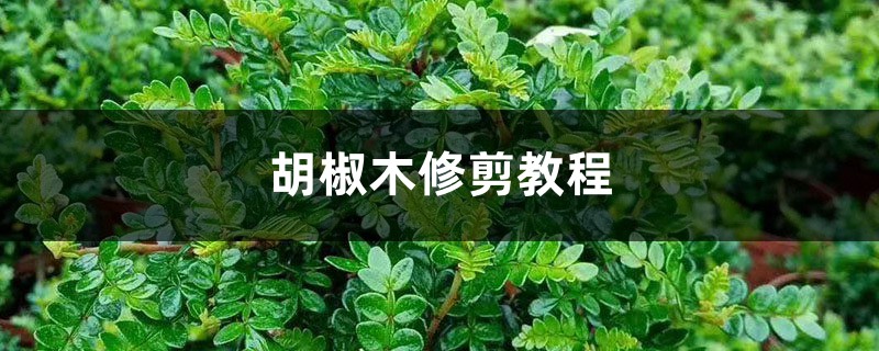胡椒木修剪教程 胡椒木修剪教程