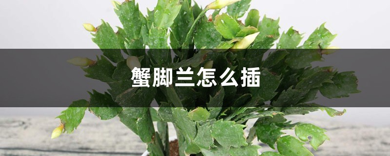 蟹脚兰怎么插