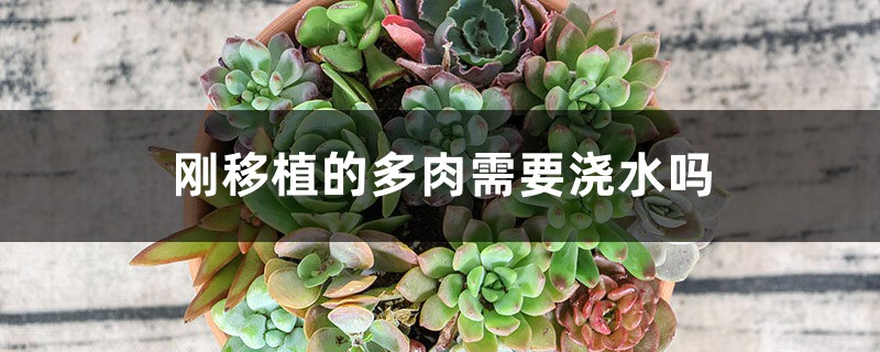 刚移植的多肉需要浇水吗 刚移植的多肉需要浇水吗