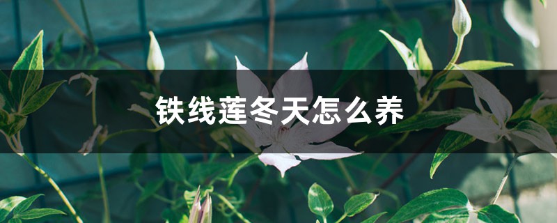 铁线莲冬天怎么养 铁线莲冬天怎么养