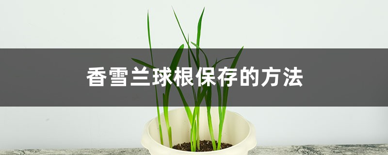 香雪兰球根保存的方法 香雪兰球根保存的方法