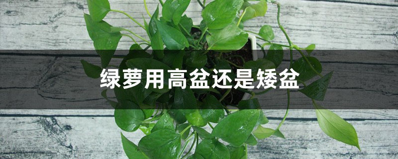 绿萝用高盆还是矮盆 绿萝用高盆还是矮盆
