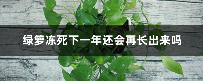 绿萝冻死下一年还会再长出来吗 绿萝冻死下一年还会再长出来吗