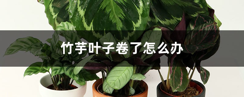 竹芋叶子卷了怎么办