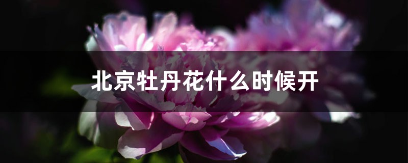 北京牡丹花什么时候开 北京牡丹花什么时候开