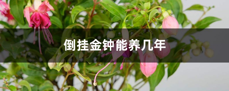 倒挂金钟能养几年 倒挂金钟能养几年