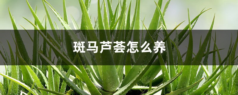 斑马芦荟怎么养