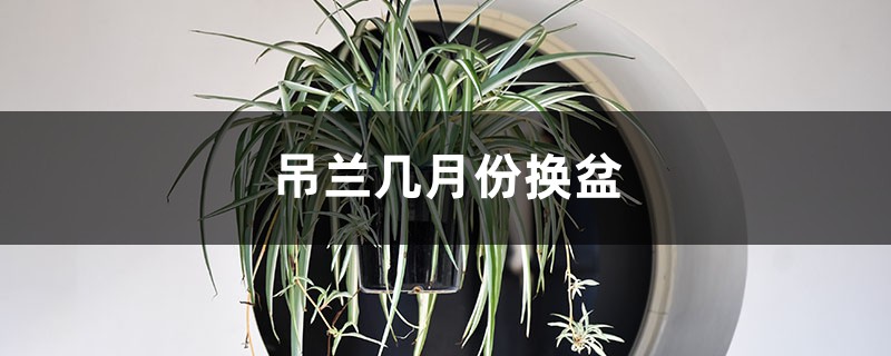 吊兰几月份换盆 吊兰几月份换盆