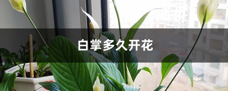 白掌多久开花 白掌多久开花