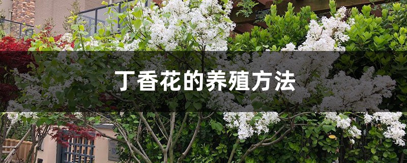 丁香花的养殖方法和注意事项 丁香花的养殖方法和注意事项