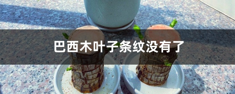 巴西木叶子条纹没有了的原因 巴西木叶子条纹没有了的原因