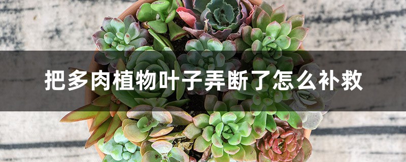 把多肉植物叶子弄断了怎么补救