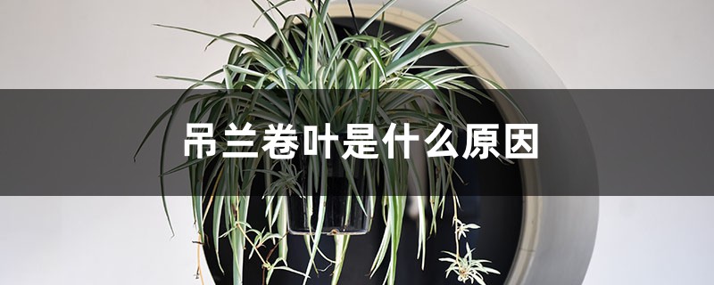 吊兰卷叶是什么原因 吊兰卷叶是什么原因