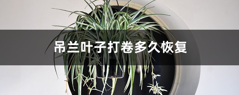 吊兰叶子打卷多久恢复 吊兰叶子打卷多久恢复