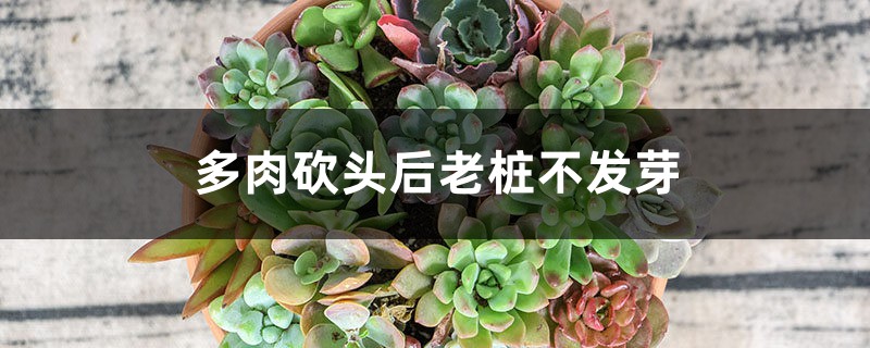 多肉砍头后老桩不发芽的原因 多肉砍头后老桩不发芽的原因