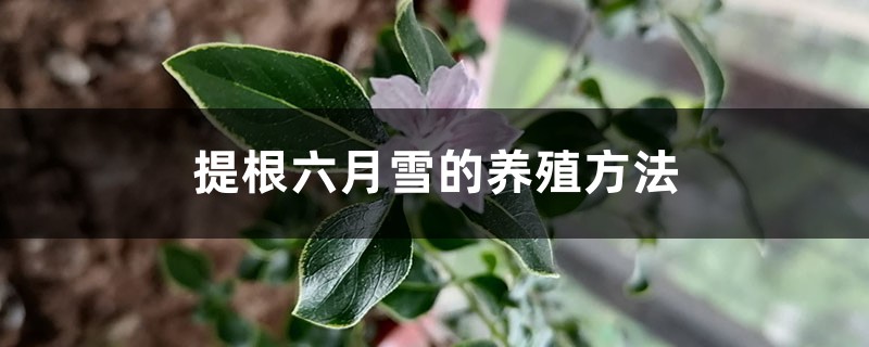 提根六月雪的养殖方法