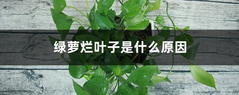 绿萝烂叶子是什么原因 绿萝烂叶子是什么原因