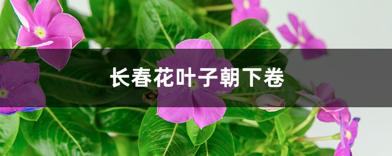 长春花叶子朝下卷的原因 长春花叶子朝下卷的原因