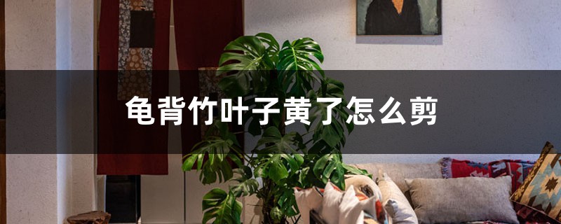 龟背竹叶子黄了怎么剪 龟背竹叶子黄了怎么剪