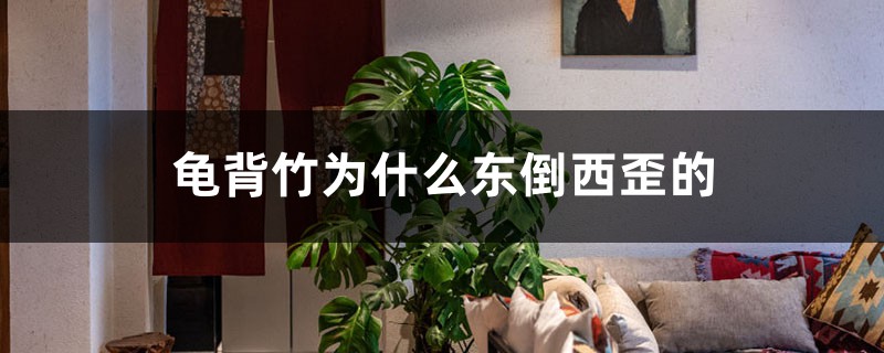 龟背竹为什么东倒西歪的