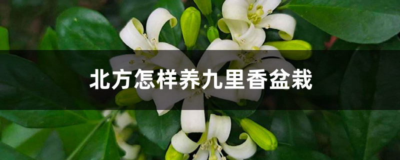 北方怎样养九里香盆栽 北方怎样养九里香盆栽