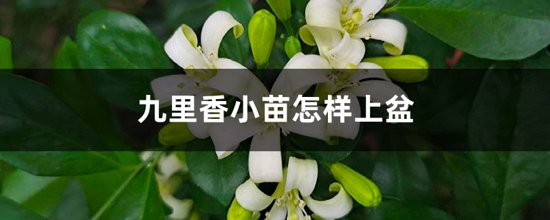 九里香小苗怎样上盆