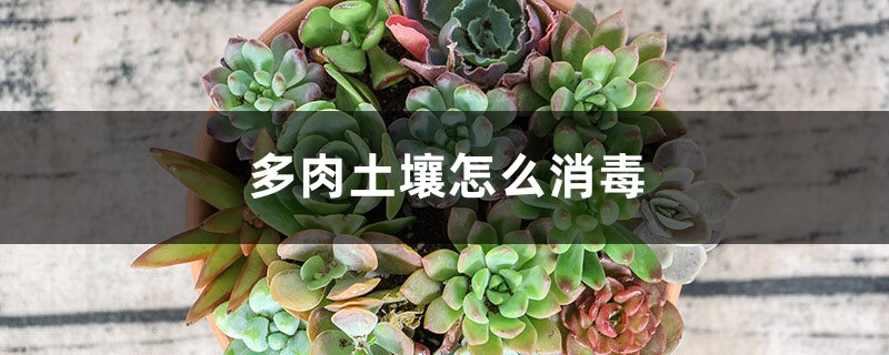 多肉土壤怎么消毒 多肉土壤怎么消毒