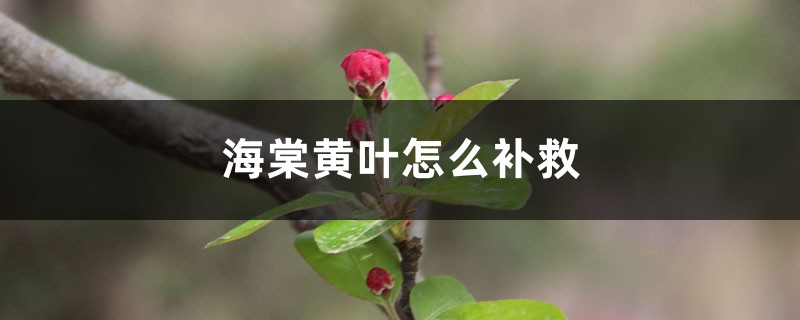 海棠黄叶的原因和处理办法 海棠黄叶的原因和处理办法