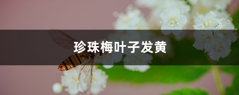 珍珠梅黄叶的原因和处理办法 珍珠梅黄叶的原因和处理办法