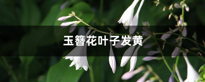 玉簪花黄叶的原因和处理办法 玉簪花黄叶的原因和处理办法
