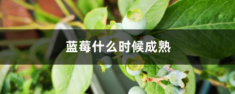 蓝莓什么时候成熟,什么时候上市 蓝莓什么时候成熟,什么时候上市