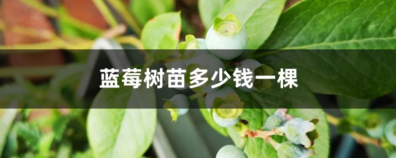 蓝莓树苗多少钱一棵(种苗多少钱一棵) 蓝莓树苗多少钱一棵(种苗多少钱一棵)