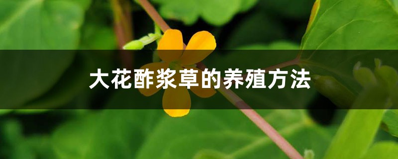 大花酢浆草的养殖方法 大花酢浆草的养殖方法
