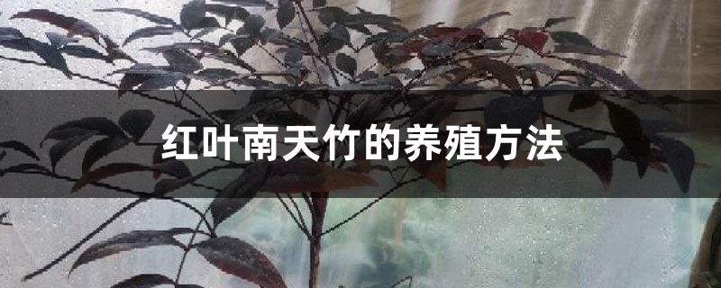 红叶南天竹的养殖方法 红叶南天竹的养殖方法
