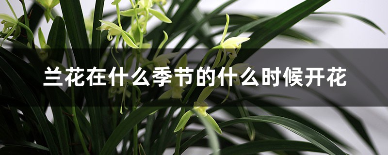 兰花在什么季节的什么时候开花 兰花在什么季节的什么时候开花