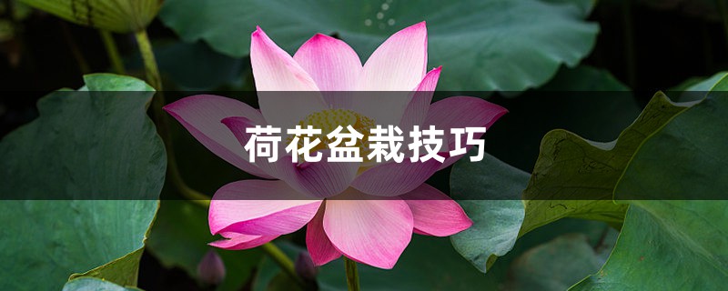 荷花盆栽技巧,需要注意什么 荷花盆栽技巧,需要注意什么