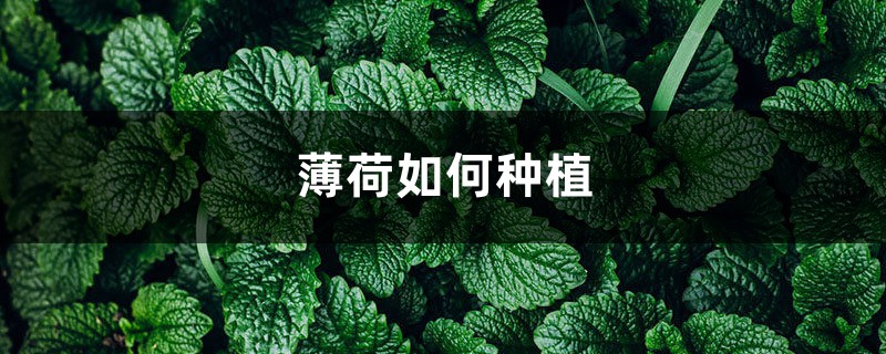 薄荷如何种植，薄荷发芽后如何护理