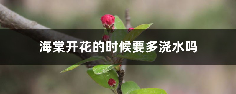 海棠开花的时候要多浇水吗,几天没浇水干了怎么办 海棠开花的时候要多浇水吗,几天没浇水干了怎么办