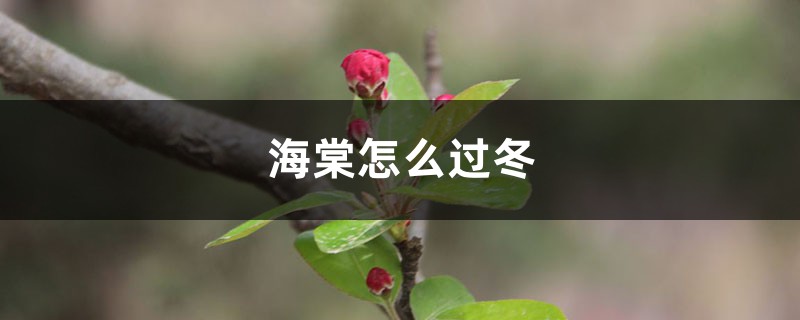 海棠怎么过冬,冬季落叶吗 海棠怎么过冬,冬季落叶吗